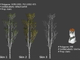 Birke / birch tree