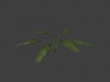 Longleafesplant | Pflanze