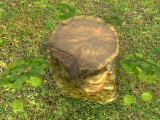 tree stump/baumstumpf created by Nikl