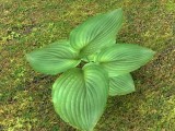 tropical ground plant created by Nikl