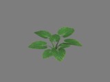 Pflanze 2 / Plant 2 created by nebukadnezar