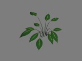 Pflanze_1 / Plant_1