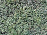 Hecke created by Kloetengott