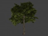 Blätterbaum | Canopytree created by Rick_D