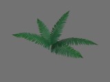 Farn_2 / fern_2