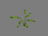 Pflanze 3 / Plant 3 created by nebukadnezar