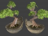 Bonsai Baum / Bonsai tree created by ProgSys