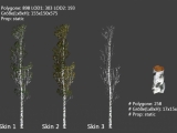 Birke / birch tree