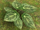 plant_big_leaves created by Nikl