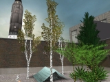 Birke / birch tree