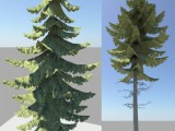 Conifer created by knoppas